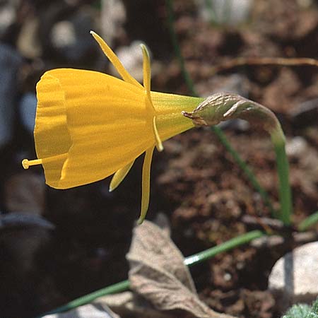 Narcissus bulbocodium \ Reifrock-Narzisse / Hoop Petticoat Daffodil, P Serra da Arrabida 27.3.2002