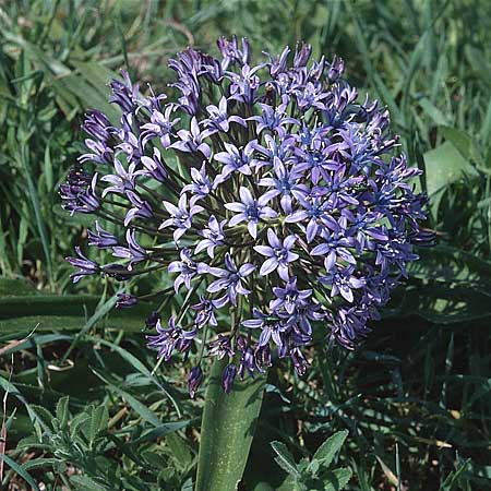 Scilla peruviana \ Peru-Blaustern / Portuguese Squill, P Algarve, Sao Bras del Alportel 26.3.2002