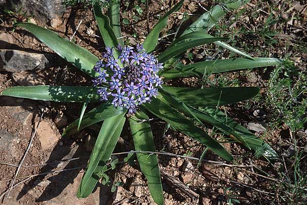 Scilla peruviana \ Peru-Blaustern / Portuguese Squill, P Algarve, Sao Bras del Alportel 26.3.2002