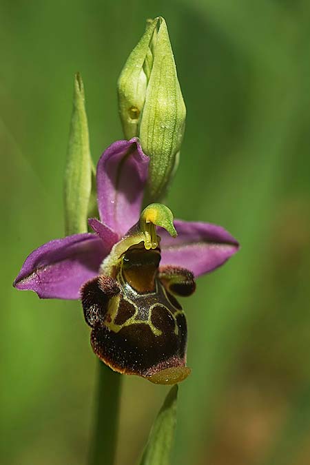 Ophrys beirana / Beira Bee Orchid, P  Pombal 18.4.2023 (Photo: Helmut Presser)