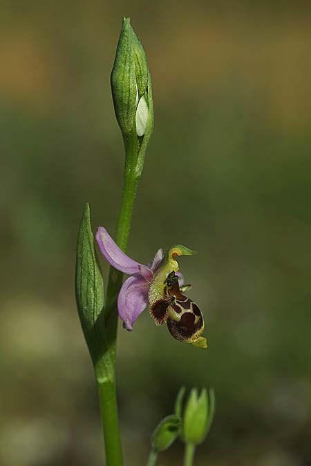 Ophrys beirana / Beira Bee Orchid, P  Pombal 18.4.2023 (Photo: Helmut Presser)