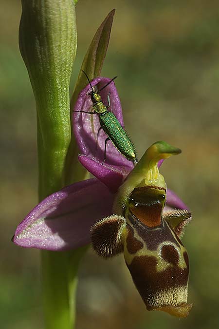 Ophrys beirana / Beira Bee Orchid, P  Pombal 18.4.2023 (Photo: Helmut Presser)