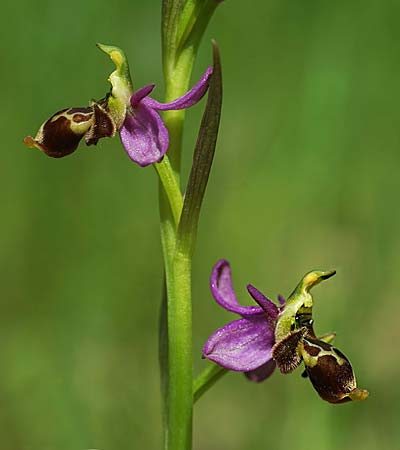 Ophrys beirana / Beira Bee Orchid, P  Pombal 18.4.2023 (Photo: Helmut Presser)
