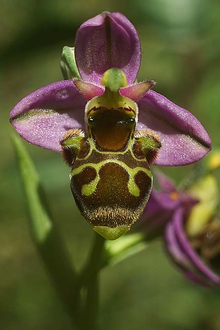 Ophrys beirana / Beira Bee Orchid, P  Pombal 18.4.2023 (Photo: Helmut Presser)