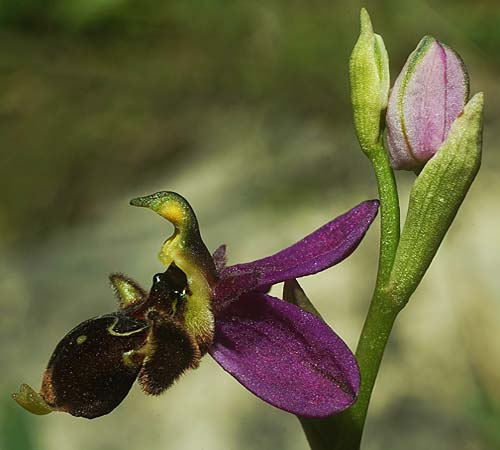 Ophrys beirana / Beira Bee Orchid, P  Pombal 18.4.2023 (Photo: Helmut Presser)