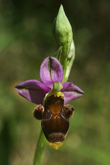 Ophrys beirana / Beira Bee Orchid, P  Pombal 18.4.2023 (Photo: Helmut Presser)