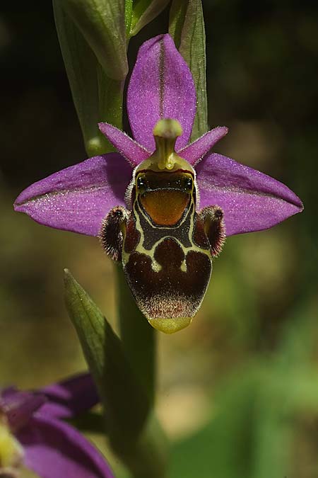 Ophrys beirana / Beira Bee Orchid, P  Pombal 18.4.2023 (Photo: Helmut Presser)