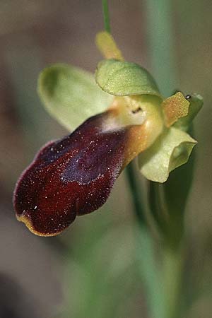 Ophrys fusca \ Braune Ragwurz / Dull Ophrys, P  Serra da Arrabida 27.3.2002 