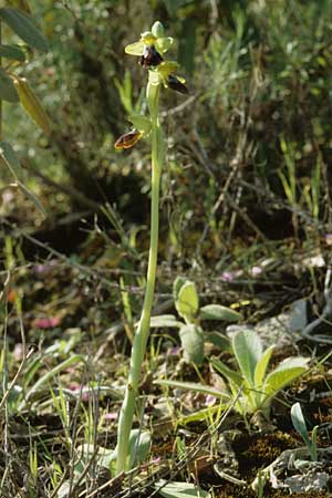 Ophrys fusca \ Braune Ragwurz / Dull Ophrys, P  Serra da Arrabida 27.3.2002 