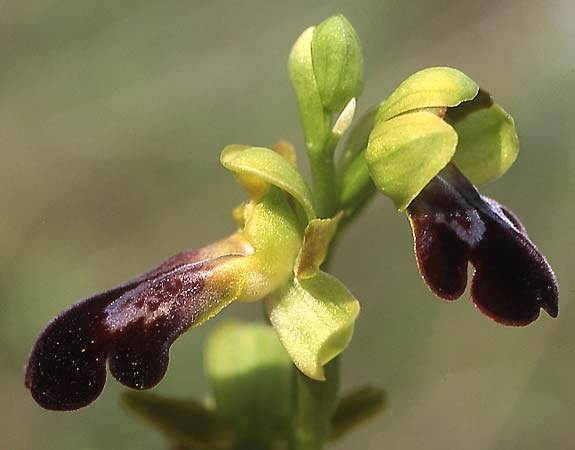 Ophrys fusca \ Braune Ragwurz / Dull Ophrys, P  Serra da Arrabida 3.4.2002 (Photo: Helmut Presser)