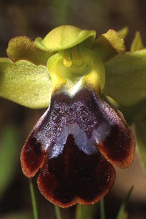 Ophrys fusca \ Braune Ragwurz / Dull Ophrys, P  Serra da Arrabida 3.4.2002 (Photo: Helmut Presser)
