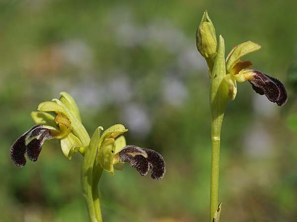 Ophrys lenae / Lena Orchid, P  Alcobertas 22.3.2023 (Photo: Helmut Presser)