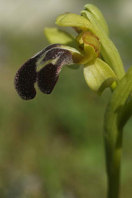 Ophrys lenae / Lena Orchid, P  Alcobertas 22.3.2023 (Photo: Helmut Presser)