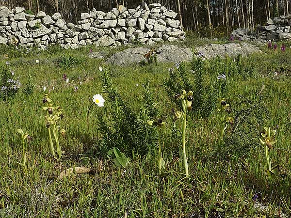 Ophrys lenae / Lena Orchid, P  Alcobertas 22.3.2023 (Photo: Helmut Presser)