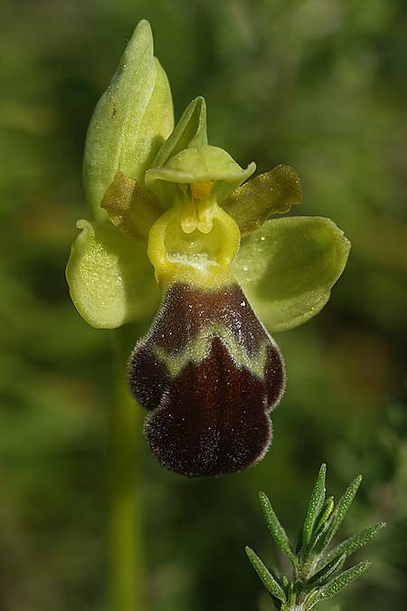 Ophrys lenae / Lena Orchid, P  Alcobertas 22.3.2023 (Photo: Helmut Presser)