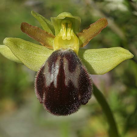 Ophrys lenae / Lena Orchid, P  Alcobertas 22.3.2023 (Photo: Helmut Presser)