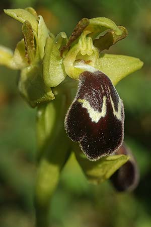 Ophrys lenae / Lena Orchid, P  Alcobertas 22.3.2023 (Photo: Helmut Presser)
