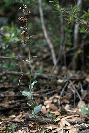 Epipactis lusitanica \ Portugiesische Ständelwurz, P  Sierra Monchique 27.4.1988 