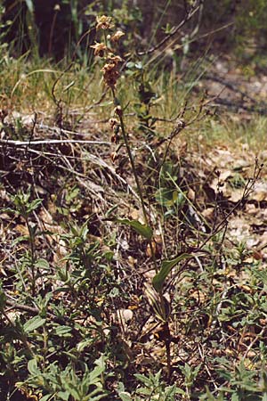 Epipactis lusitanica \ Portugiesische Ständelwurz, P  Sierra Monchique 27.4.1988 