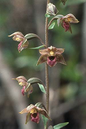 Epipactis lusitanica \ Portugiesische Ständelwurz, P  Sierra Monchique 27.4.1988 