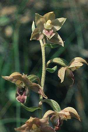 Epipactis lusitanica \ Portugiesische Ständelwurz, P  Sierra Monchique 27.4.1988 