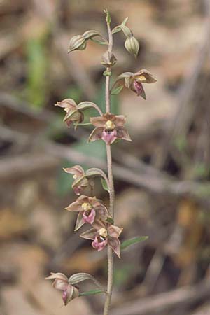 Epipactis lusitanica \ Portugiesische Ständelwurz, P  Sierra Monchique 27.4.1988 