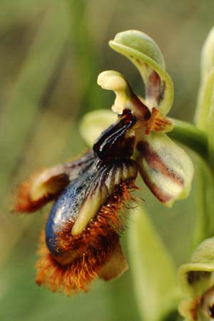 Ophrys vernixia \ Iberische Spiegel-Ragwurz / Iberian Mirror Orchid, P  Coimbra 28.4.1988 