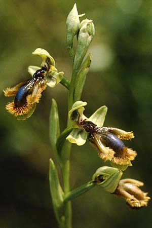 Ophrys vernixia \ Iberische Spiegel-Ragwurz / Iberian Mirror Orchid, P  Coimbra 28.4.1988 