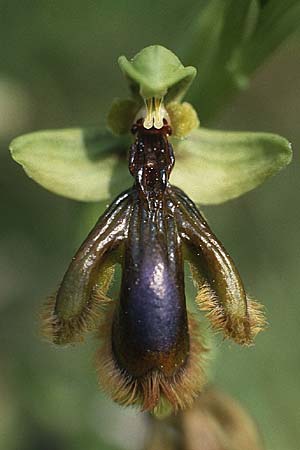 Ophrys vernixia \ Iberische Spiegel-Ragwurz / Iberian Mirror Orchid, P  Coimbra 28.4.1988 