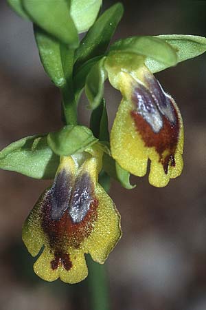 Ophrys quarteirae / Quarteira Ophrys, P  Algarve Paderne 26.3.2002 