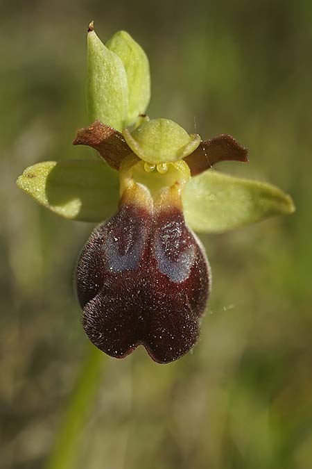 Ophrys pintoi / Pinto's Orchid, P  Ansiao 21.3.2023 (Photo: Helmut Presser)