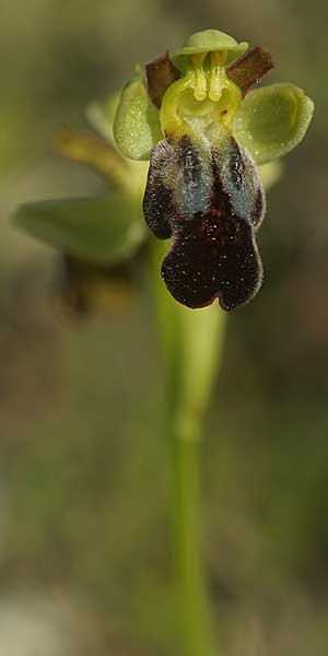 Ophrys pintoi / Pinto's Orchid, P  Ansiao 21.3.2023 (Photo: Helmut Presser)