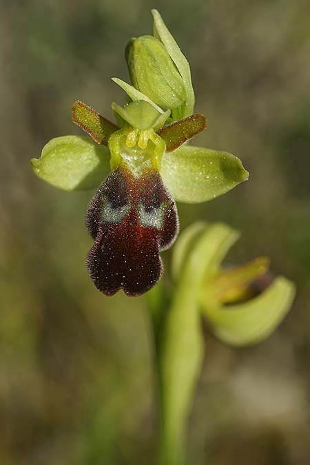 Ophrys pintoi / Pinto's Orchid, P  Ansiao 21.3.2023 (Photo: Helmut Presser)
