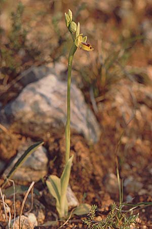 Ophrys quarteirae / Quarteira Ophrys, P  Algarve Paderne 26.3.2002 