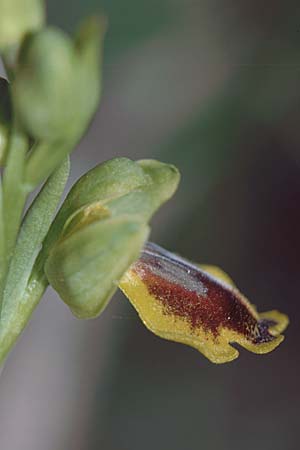 Ophrys quarteirae / Quarteira Ophrys, P  Algarve Paderne 26.3.2002 