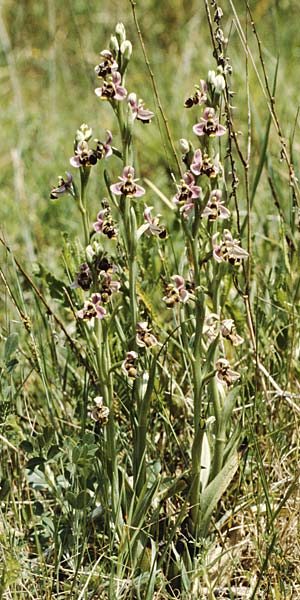 Ophrys scolopax \ Schnepfen-Ragwurz / Woodcock Orchid, P  Coimbra 28.4.1988 