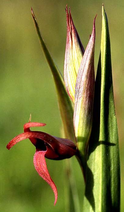 Serapias strictiflora var. distenta \ Gespreizter Zungenständel, P  Vendas Novas 4.4.2002 (Photo: Helmut Presser)