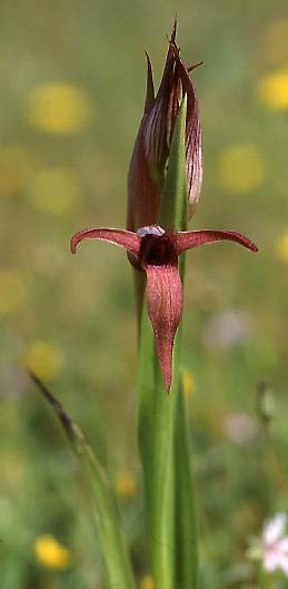Serapias strictiflora var. distenta \ Gespreizter Zungenständel, P  Vendas Novas 4.4.2002 (Photo: Helmut Presser)