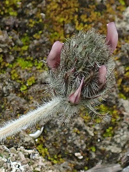 Astragalus austroaegaeus \ S&uuml;d&auml;g&auml;ischer Tragant / South-Aegaean Milk-Vetch, Rhodos/Rhodes Kattavia 1.4.2019