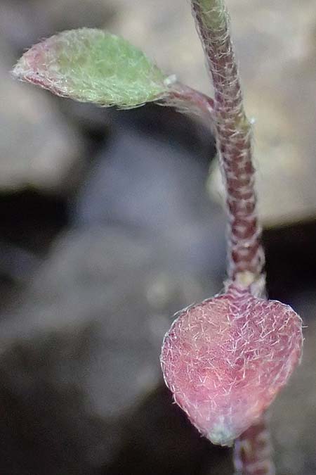 Alyssum strigosum \ Schlankes Steinkraut / Slender Alison, Rhodos/Rhodes Moni Artamiti 16.3.2023