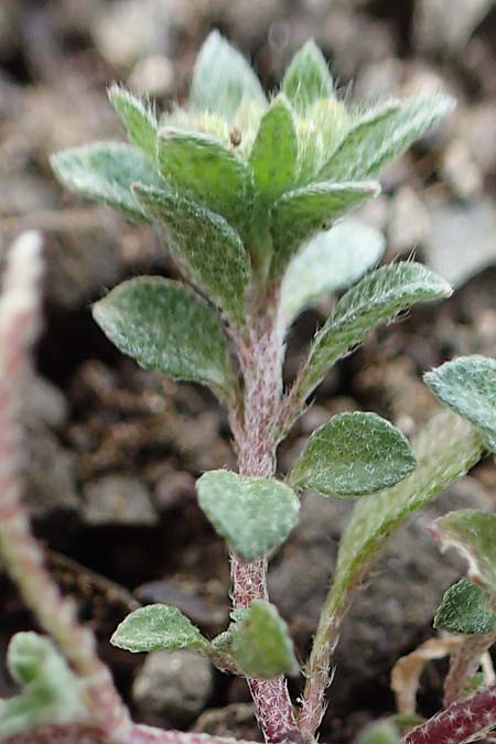 Alyssum strigosum \ Schlankes Steinkraut / Slender Alison, Rhodos/Rhodes Moni Artamiti 16.3.2023