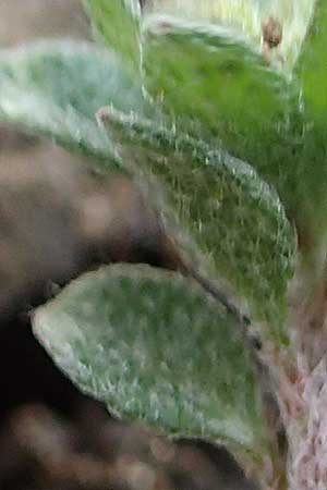 Alyssum strigosum \ Schlankes Steinkraut / Slender Alison, Rhodos/Rhodes Moni Artamiti 16.3.2023