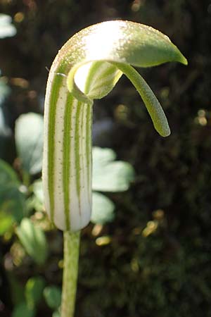 Arisarum vulgare, Krummstab