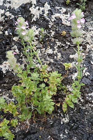 Clinopodium graveolens subsp. rotundifolium \ Rundblttriger Steinquendel / Round-Leaved Calamint, Rhodos City 28.3.2019