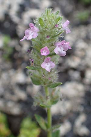 Clinopodium graveolens subsp. rotundifolium \ Rundblttriger Steinquendel / Round-Leaved Calamint, Rhodos City 28.3.2019