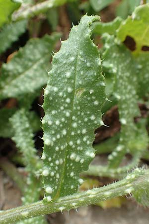Lycopsis aegyptiaca \ Gelbe Ochsenzunge / Egyptian Alkanet, Eastern Anchusa, Rhodos/Rhodes Tsambika 30.3.2019