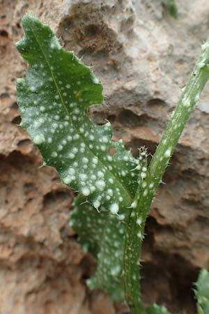 Lycopsis aegyptiaca \ Gelbe Ochsenzunge / Egyptian Alkanet, Eastern Anchusa, Rhodos/Rhodes Tsambika 30.3.2019