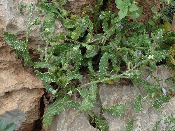 Lycopsis aegyptiaca \ Gelbe Ochsenzunge / Egyptian Alkanet, Eastern Anchusa, Rhodos/Rhodes Tsambika 30.3.2019