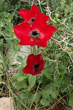 Ranunculus asiaticus var. sanguineus \ Asiatischer Hahnenfu� / Persian Buttercup, Turban Buttercup, Rhodos/Rhodes Tsambika 30.3.2019
