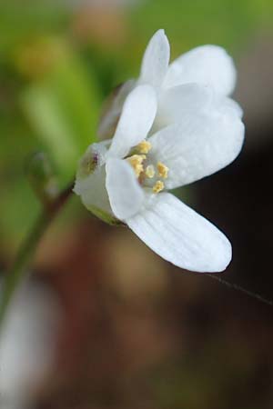 Arabis alpina subsp. caucasica \ Kaukasische Gnsekresse / Wall Rock-Cress, Rhodos Profitis Ilias 2.4.2019